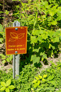 Herbe à puce! Parc national des Îles-de-Boucherville de la Sépaq | lavietoutsimplement.com #parcsquebec