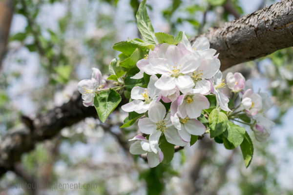 Fleur de pommier. Pommiers fleuris des Vergers Lafrance. Tous les détails sur le blogue.