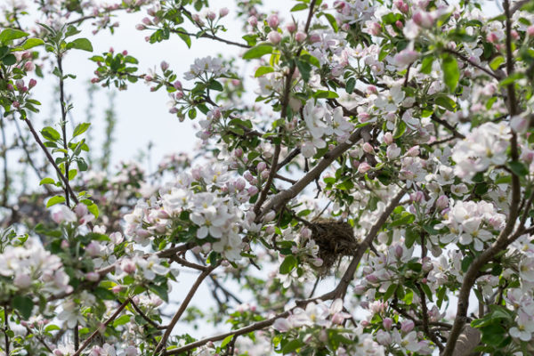 Fleur de pommier et nid d'oiseau. Pommiers fleuris des Vergers Lafrance. Tous les détails sur le blogue.