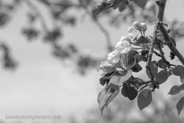 Fleur de pommier. Pommiers fleuris des Vergers Lafrance. Tous les détails sur le blogue.